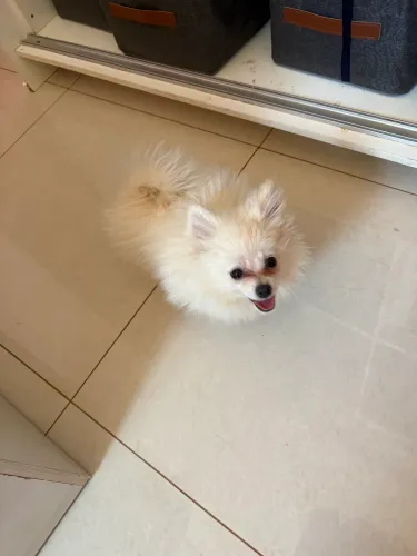spitz alemão macho