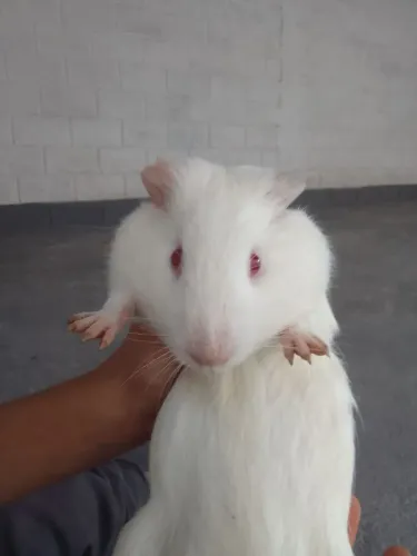 Porquinho da india femea