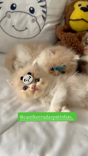 Filhotes de gato persa