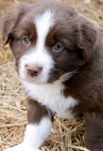 Border collie chocolate- leve já 