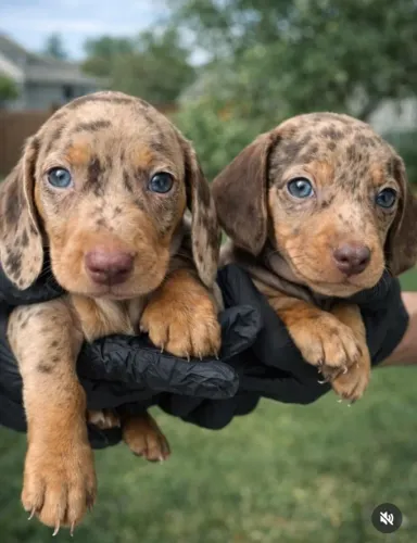 Dachshund