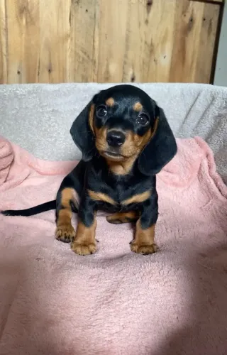 Dachshund