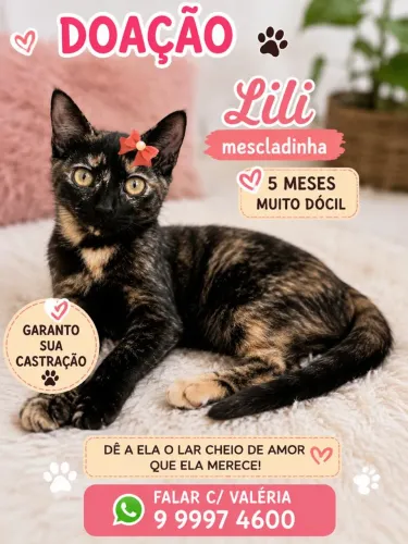 LILI MESCLADINHA