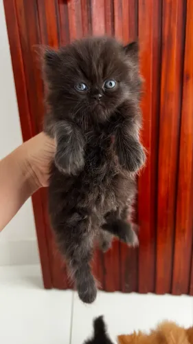 Vendo filhotes de gato Persa - Macho e Fêmea (cor preta)
