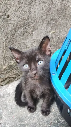 Doação de gatos