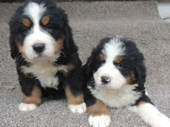 Bernese Mountain Filhote | 1ª Vacina + Pós-Venda