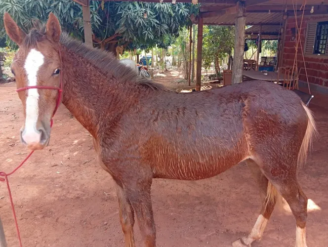 Potro mangalarga