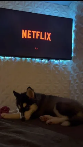 Husky siberiano
