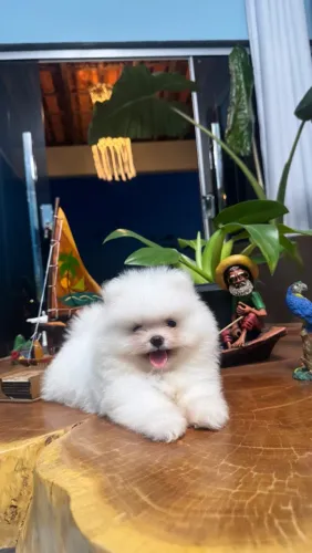 Poms Linda de Porte miniatura