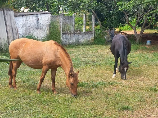 Cavalos eguas a vendas contato * 