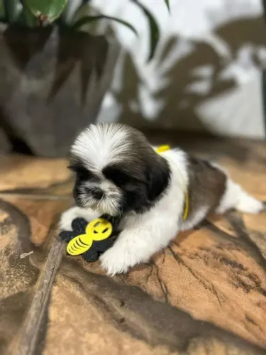 Shih tzu Seu novo pet pode transformar sua rotina