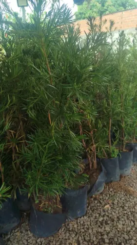 Planta artificial e natural 