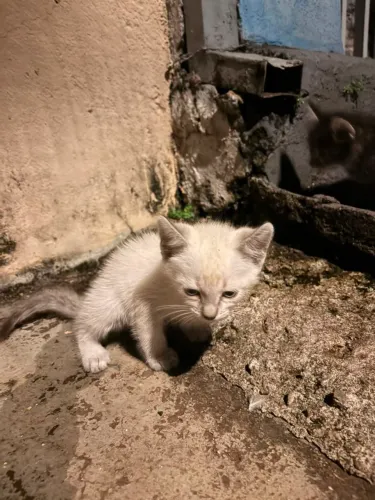 Adoção gatinha filhote Sialata 2 meses vermifugada em Ribeirão