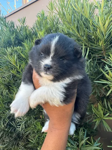 Lulu da Pomerania 