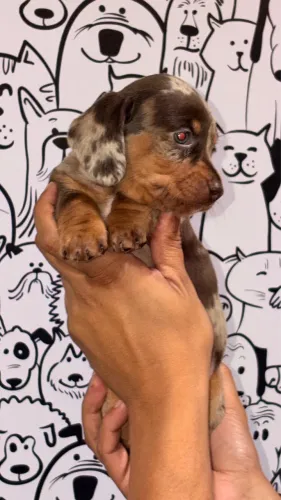 Dachsund filhotes disponíveis com pedigree!