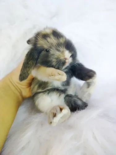 Coelhos Filhotes Mini Lop reserva