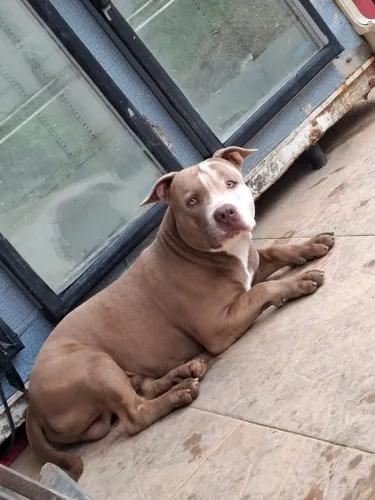 Filhotes de Pitbull