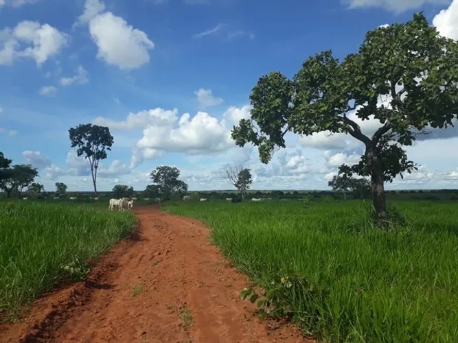 Fazenda de 316 alqueires em Porangatu