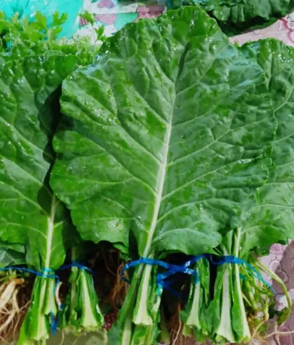 Couve disponível pra venda/castanhal