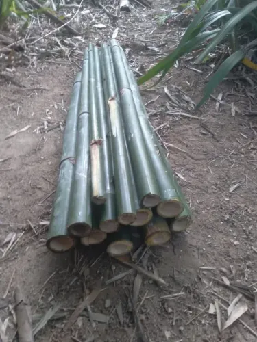 Bambu e caniço