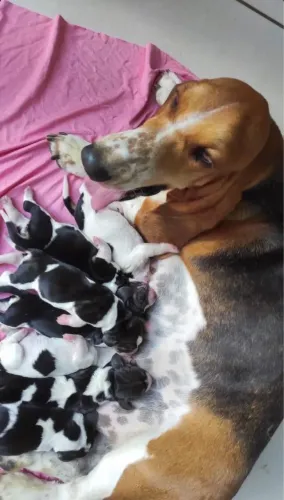 BassetHound (Alto Padrão ) 