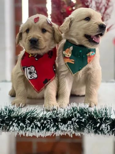 Filhotes Golden Retriever para alegrar 