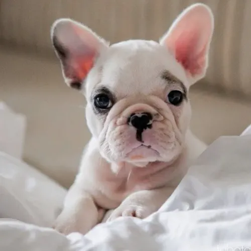 Bulldog Francês Amor em cada detalhe