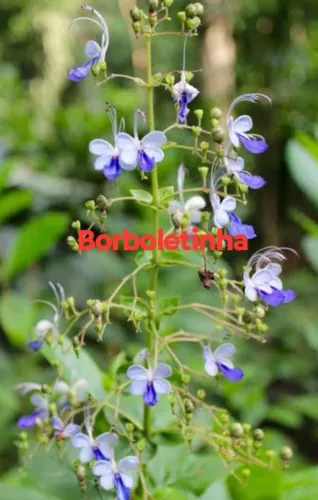 Mudas frutíferas árvores e plantas