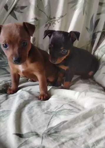 Pintier feminha mini 