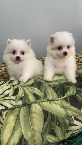Spitz alemão valor especial