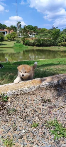 Akita de todas as cores