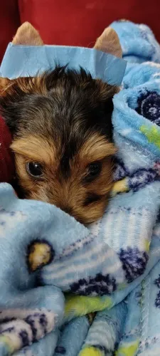 Fofura Que Late: Conheça Nossos Yorkshires!