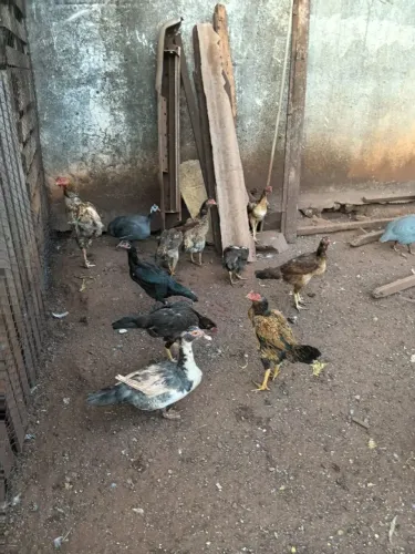 Vendo 50 Galinhas 