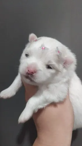 Filhotes de sptz alemão 