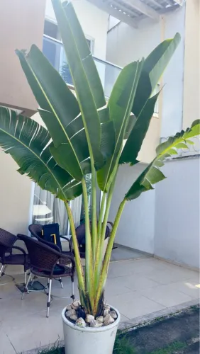 Planta Ravenala com vaso lindíssima!