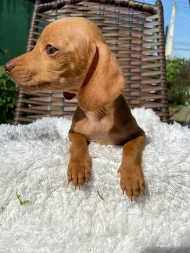 Filhote de Dachshund