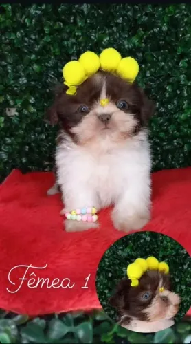 Shih Tzu Branco e Creme Macho - Minúsculo e Cheio de Carinho!