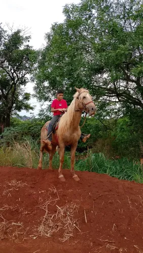 Égua manga larga mm marcha batida baia Marilha 4 pé calado de branco 