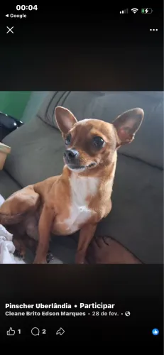 Cachorro