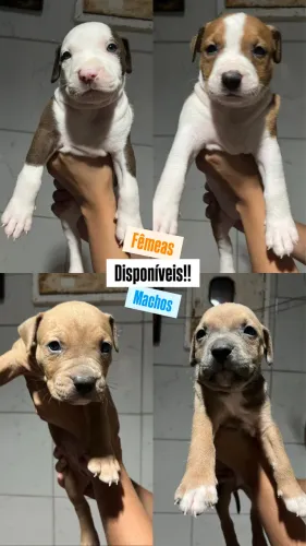PitBull