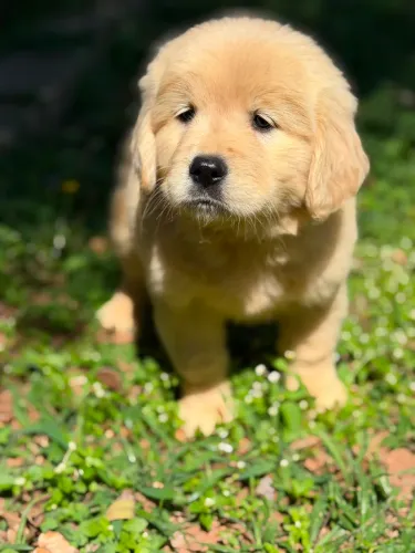 Filhote de Golden a pronta entrega
