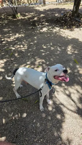Doação responsável ? Pit Bull macho, 3 anos, manso e protetor