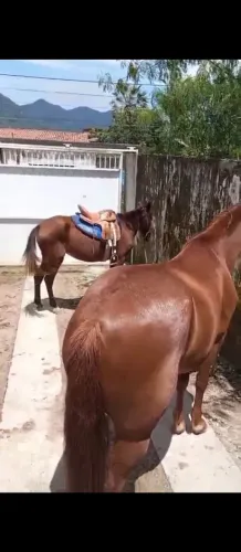 Vendo uma égua muito mansa com sela e tudo