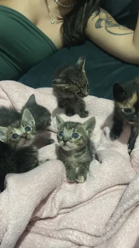 Doação responsável gatos