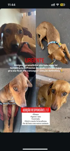 Cachorrinha para adoção