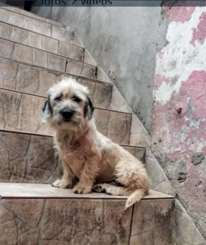 Cachorra fêmea doação 