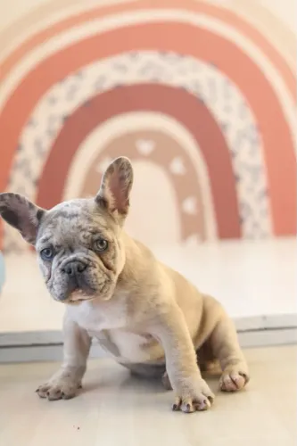 Buldogue Francês Macho Merle 