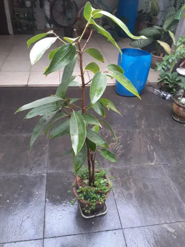 Planta que faz a canela em pó? 