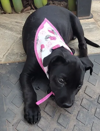 Doação Cachorrinha