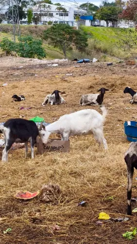 Cabras e Carneiros